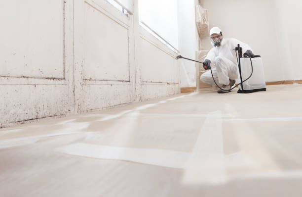 24/7 Emergency Attic Mold Remediation experts in Hamilton, MI