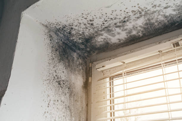 Affordable Attic Mold Remediation solutions in Hamilton, MI
