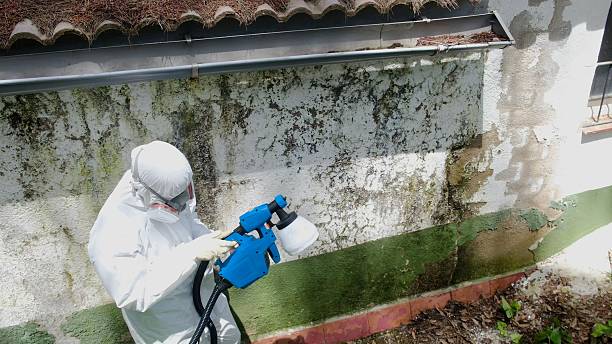 Top rated local Attic Mold Remediation specialists in Hamilton, MI